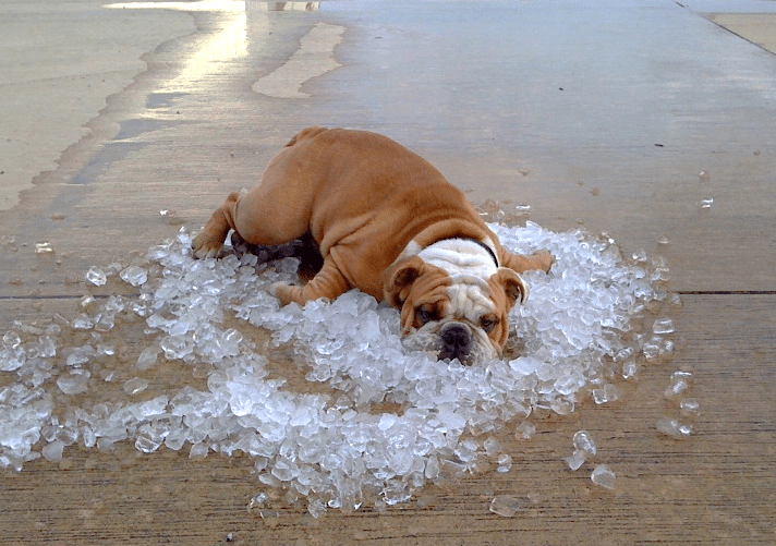 Dog on Ice Dog on Ice